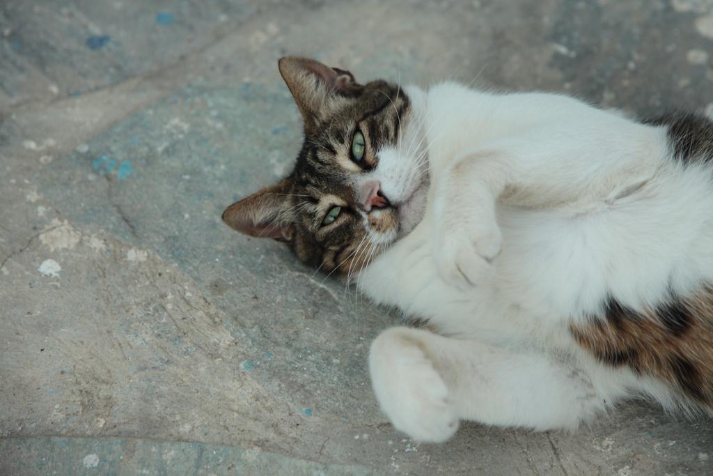 Marika Daire Kionia Dış mekan fotoğraf